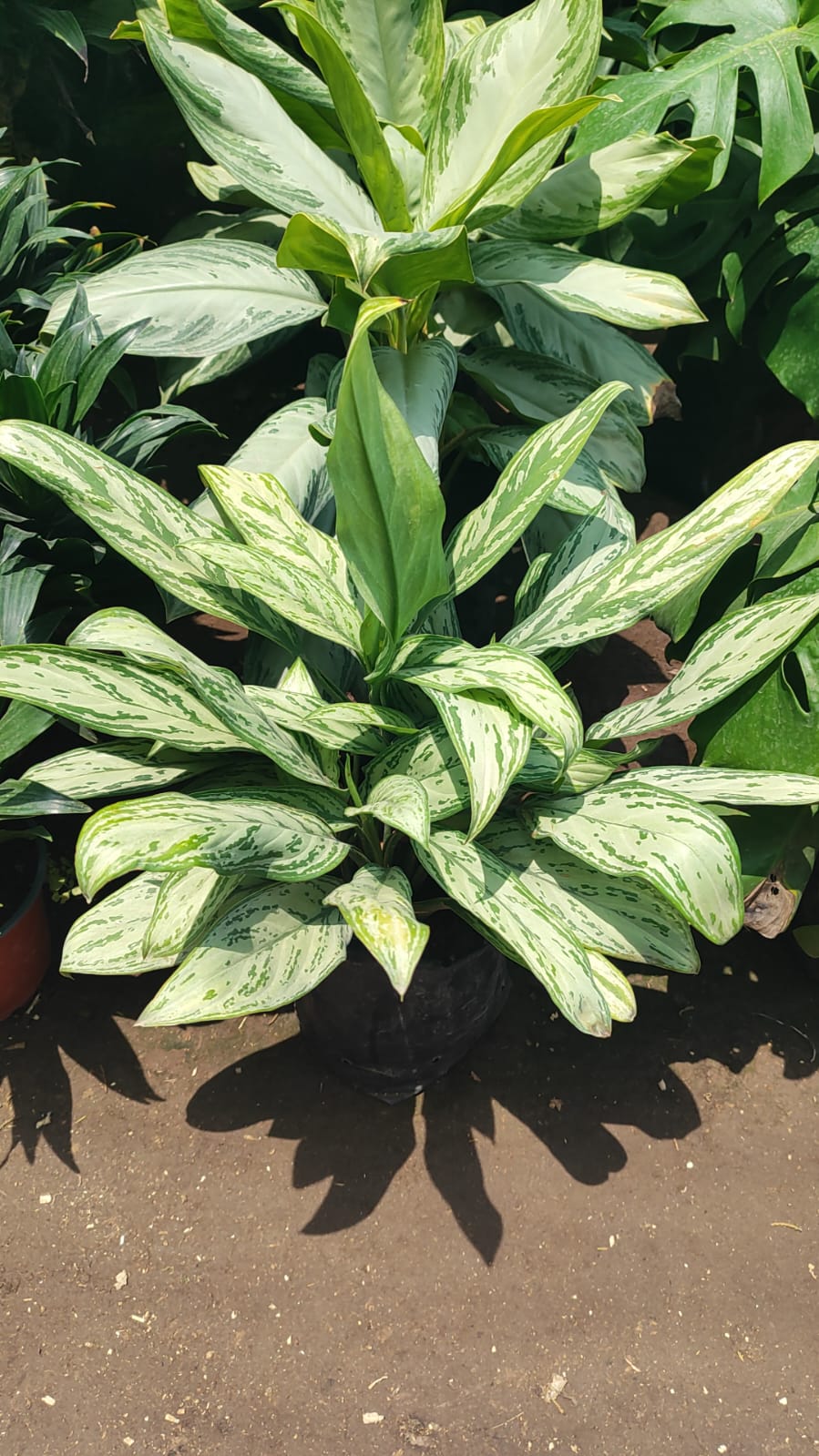 Aglaonema
