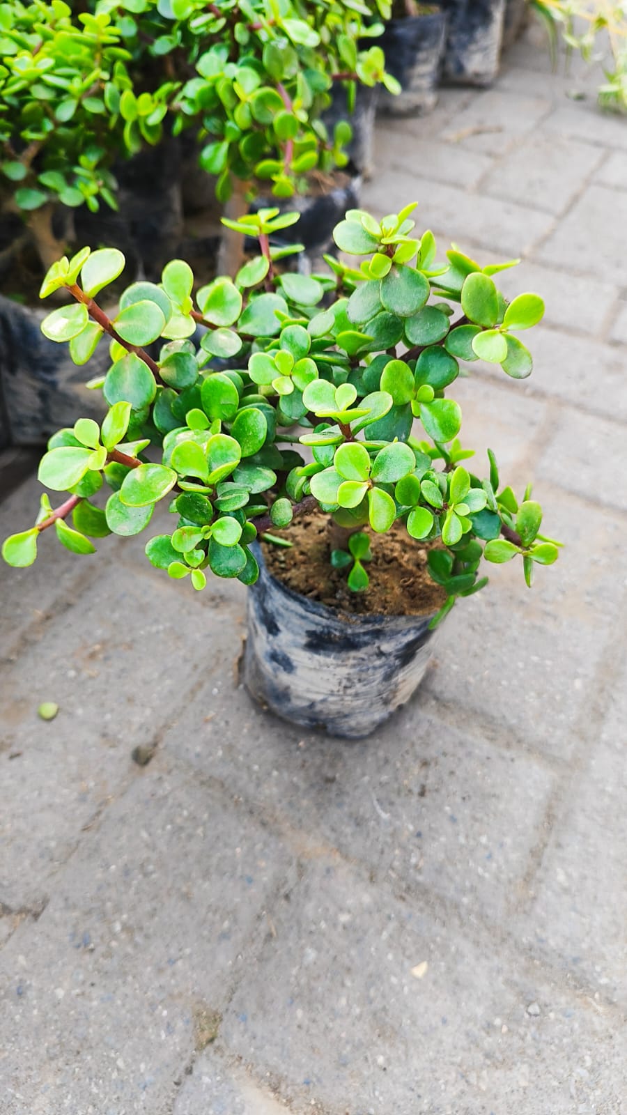 Arbol de la abundancia