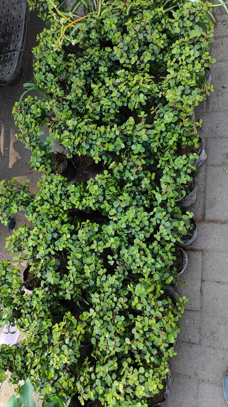 Arbol de la abundancia