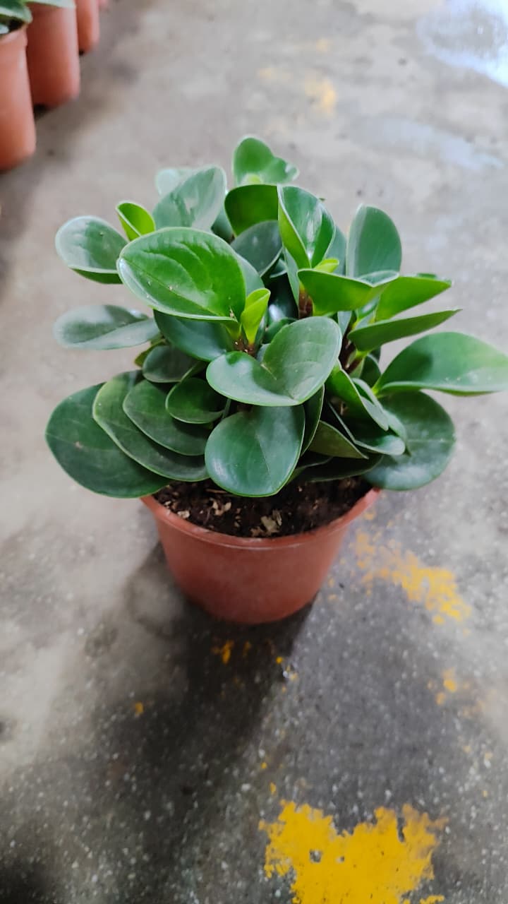 Peperomia