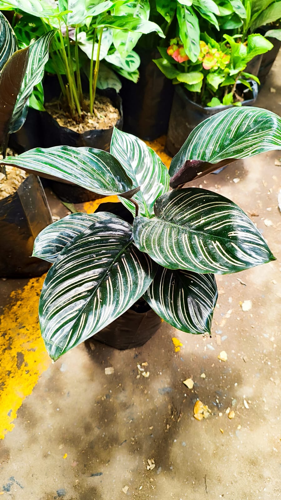 Calathea ornata