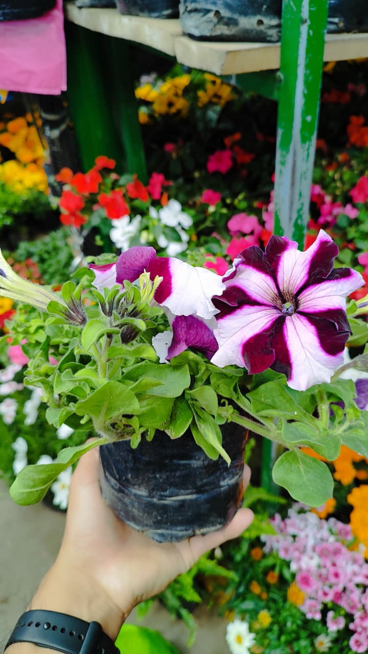 Petunias Hibridas