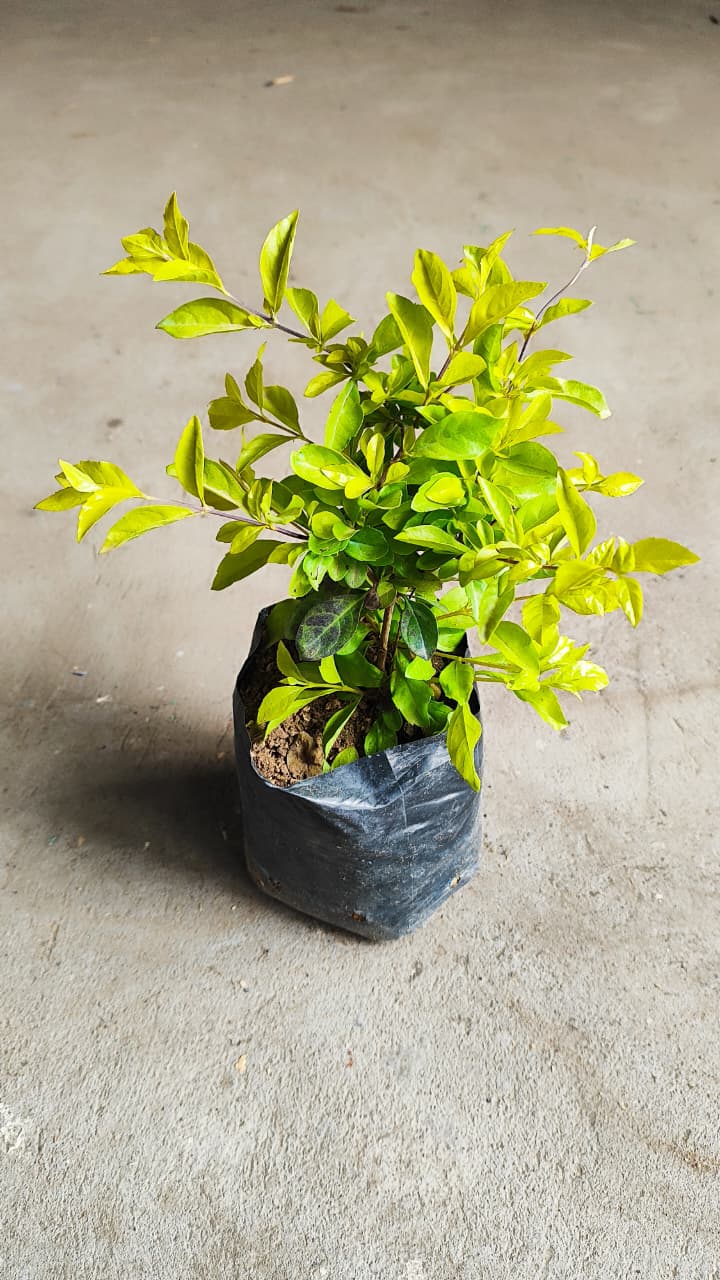 Duranta Limón 20cm alto