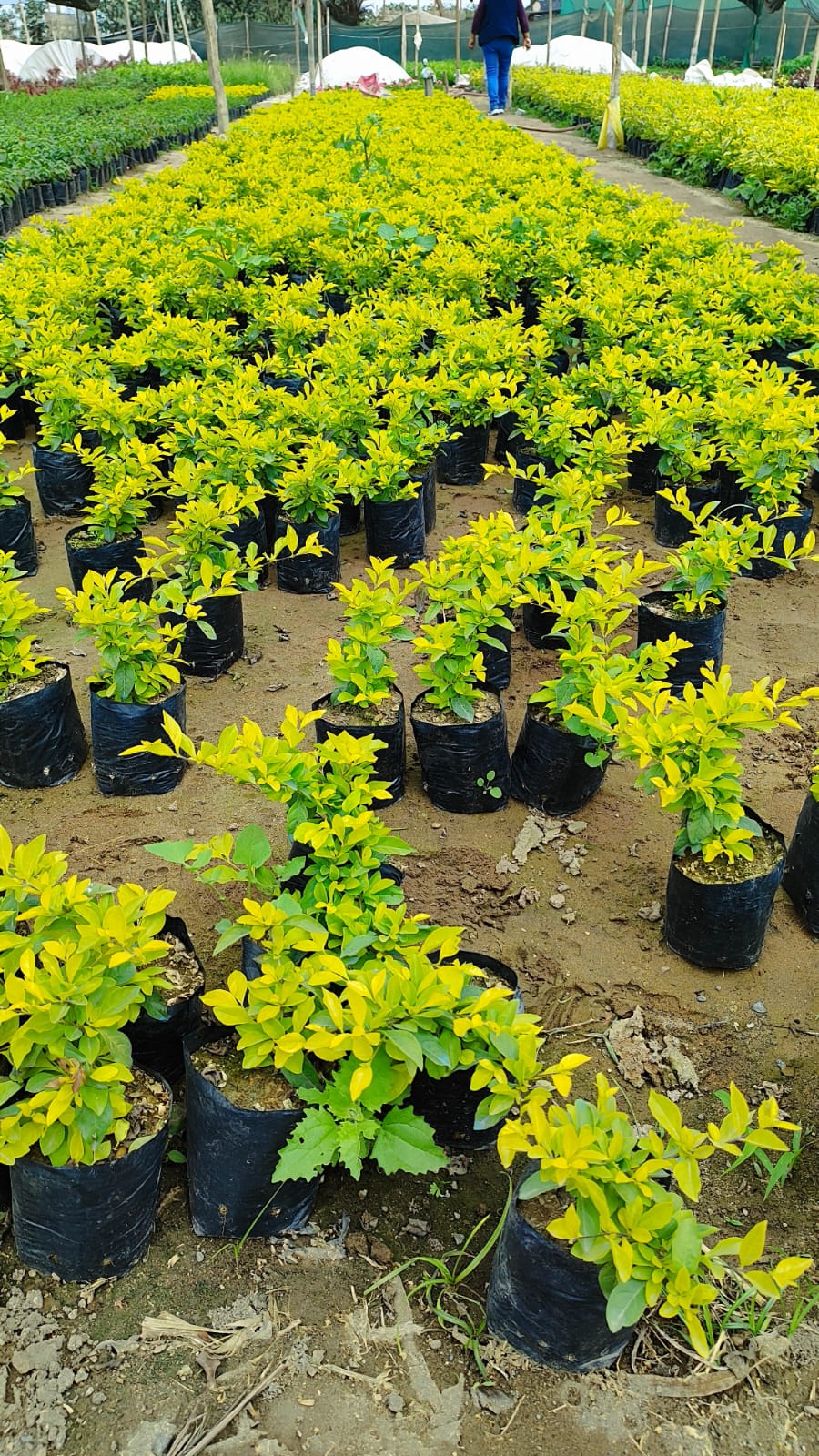 Duranta Limón 20cm alto