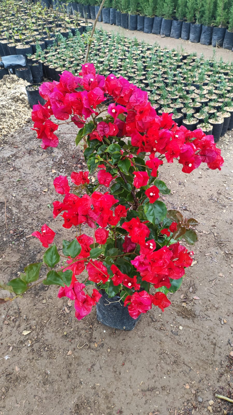 bugambilia arbustiva