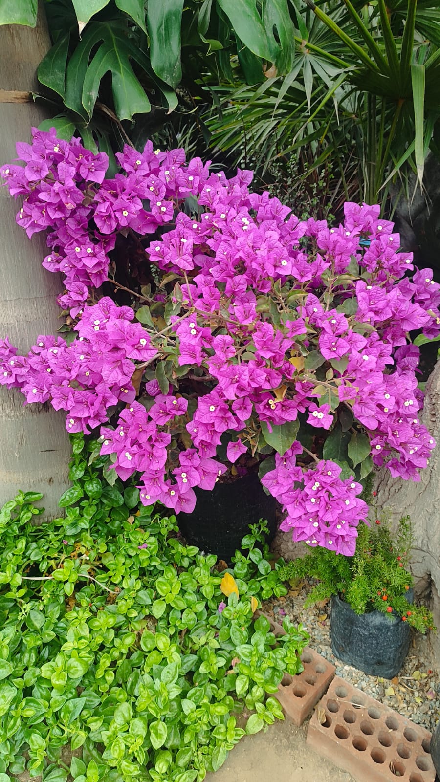 bugambilia arbustiva