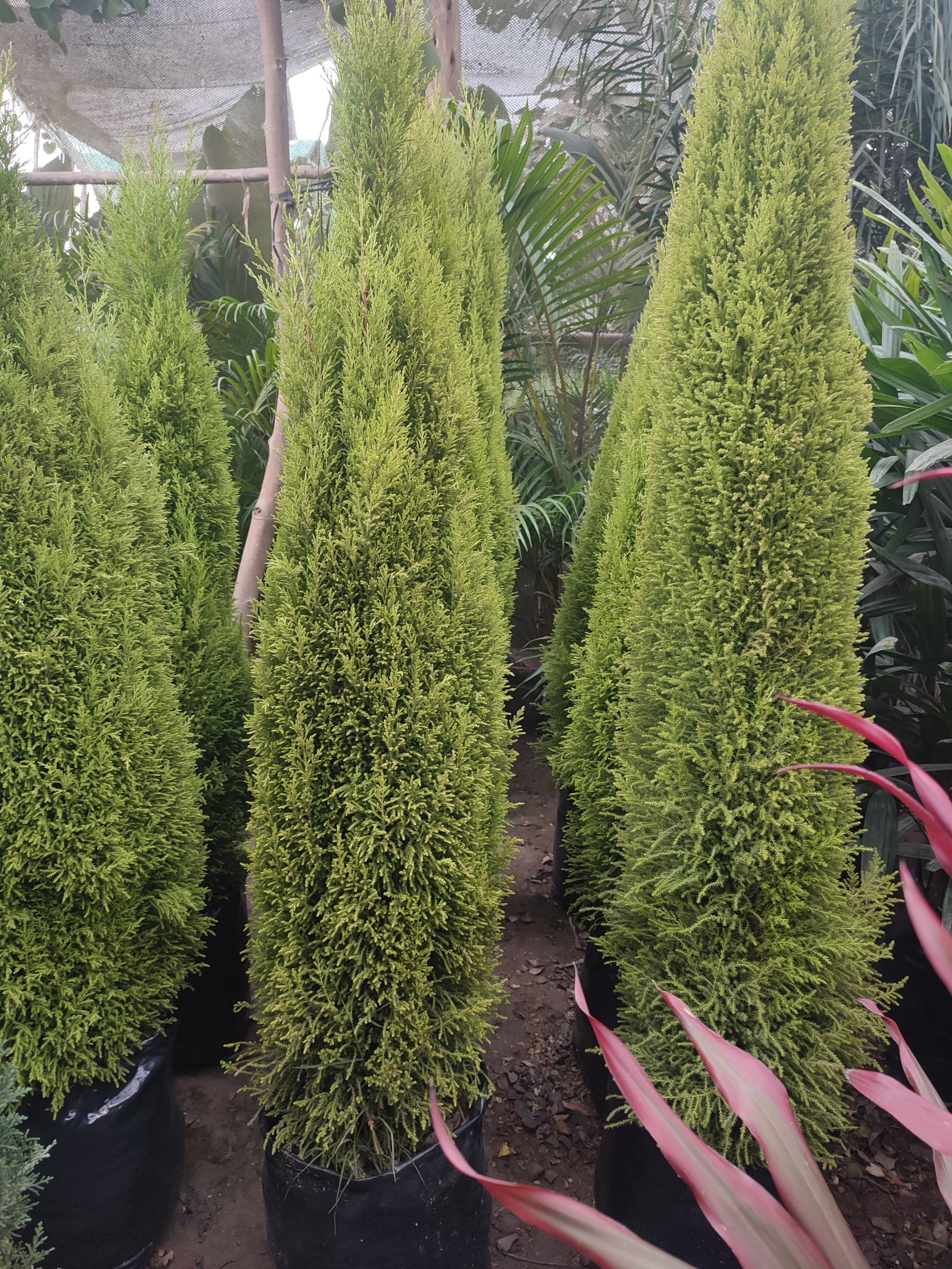 Cipres limón 1.7m alto