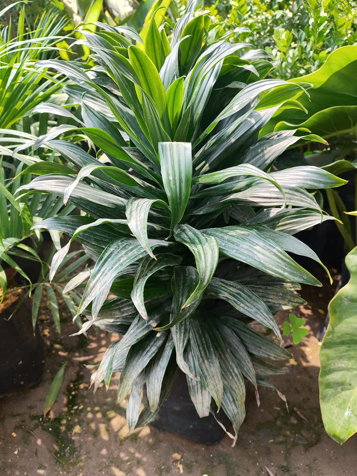 Dracena compacta