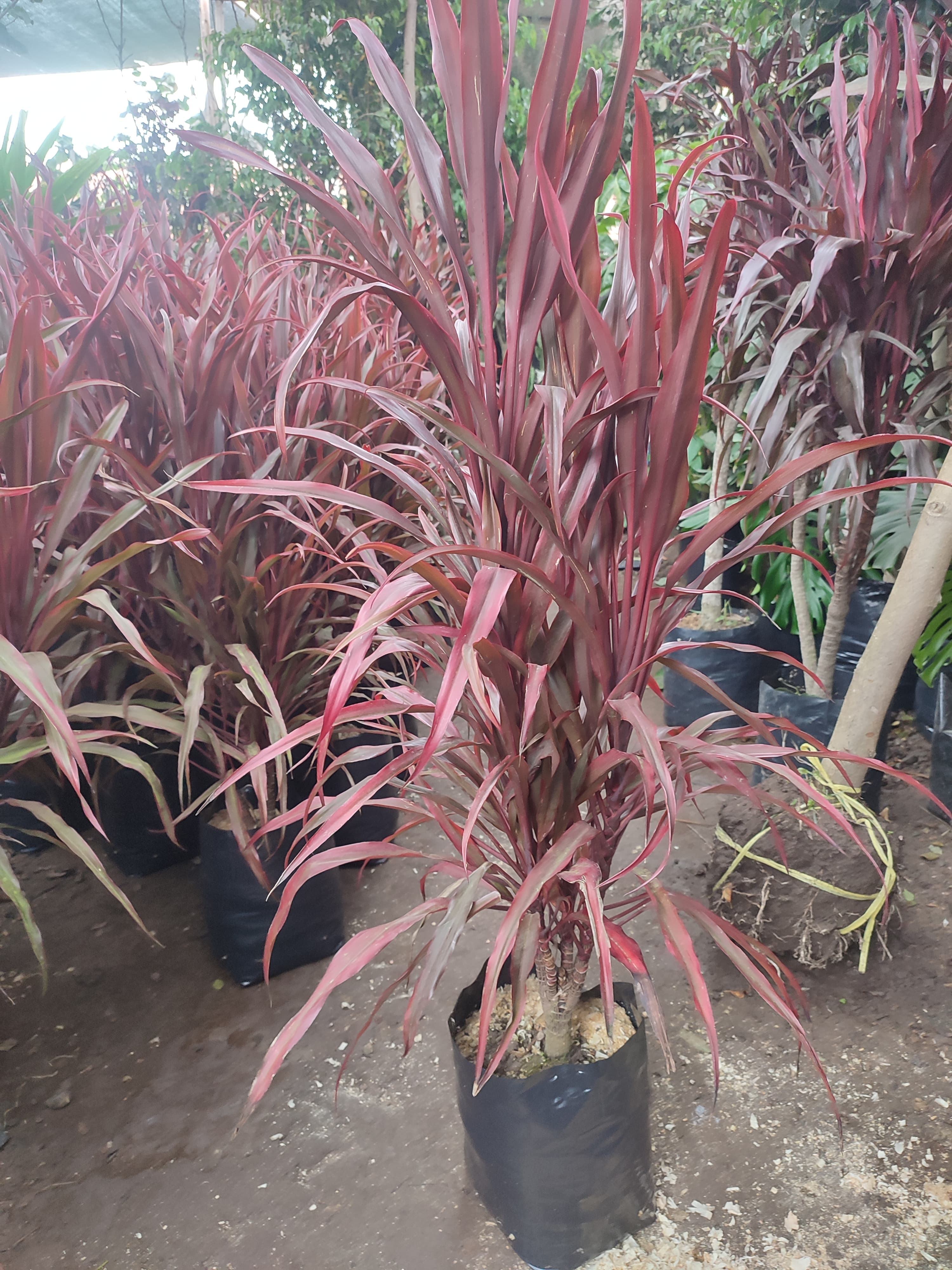 Dracena pluma