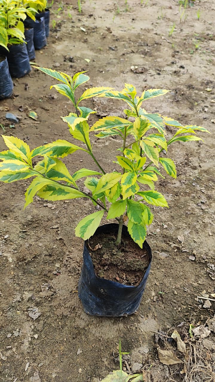 Duranta dorada
