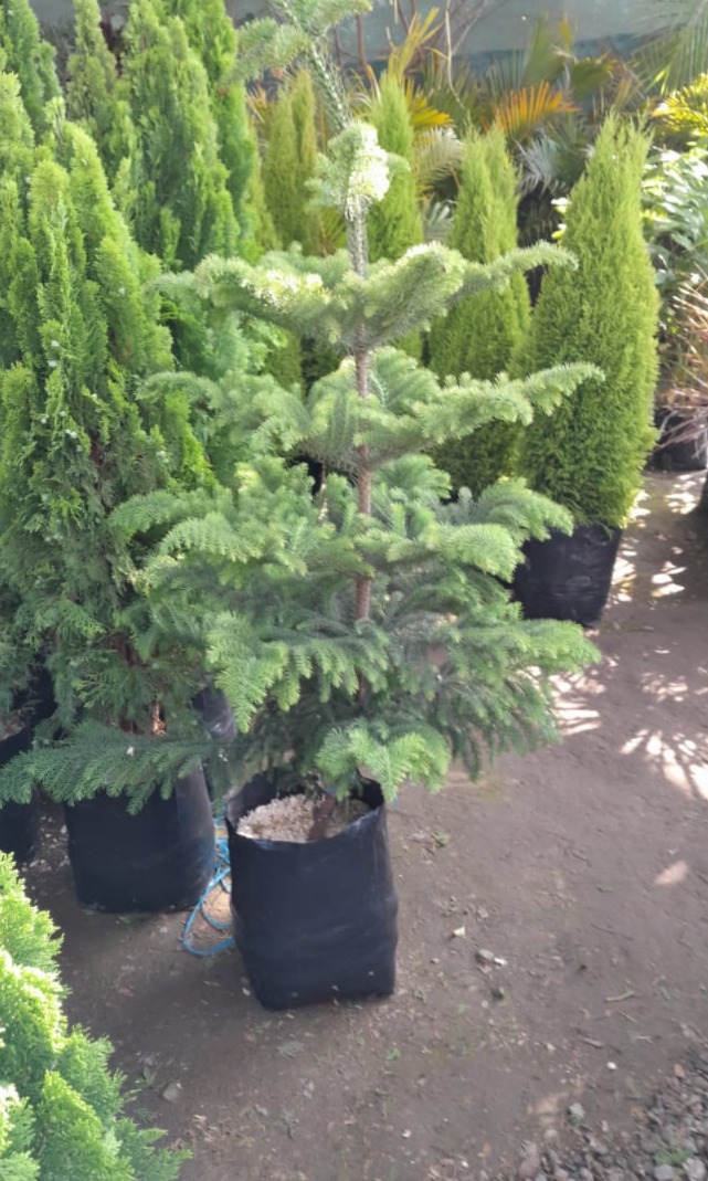 Pino araucaria 1.6m alto