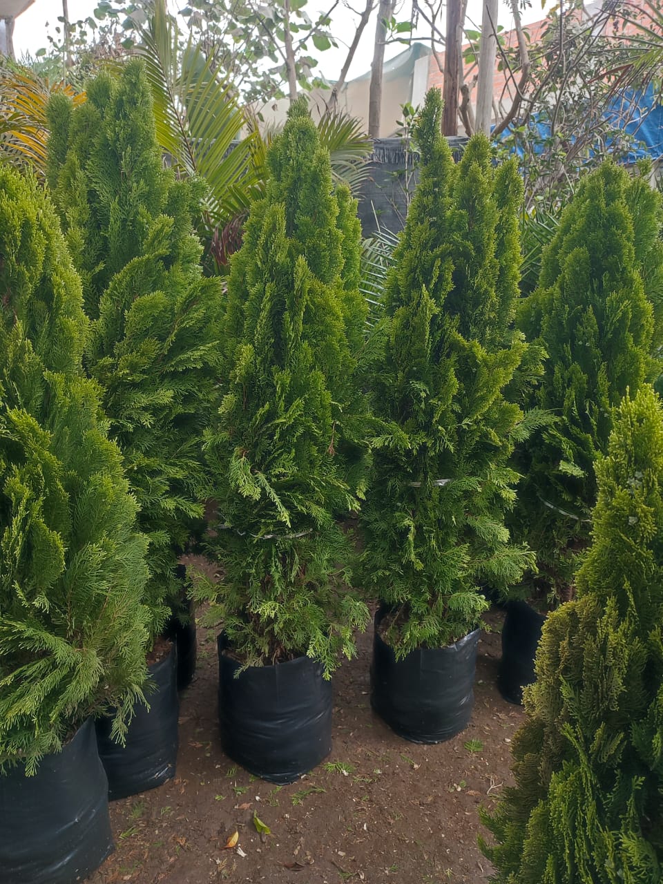 Thuja