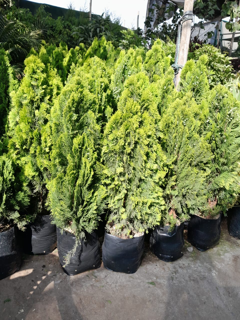 Thuja