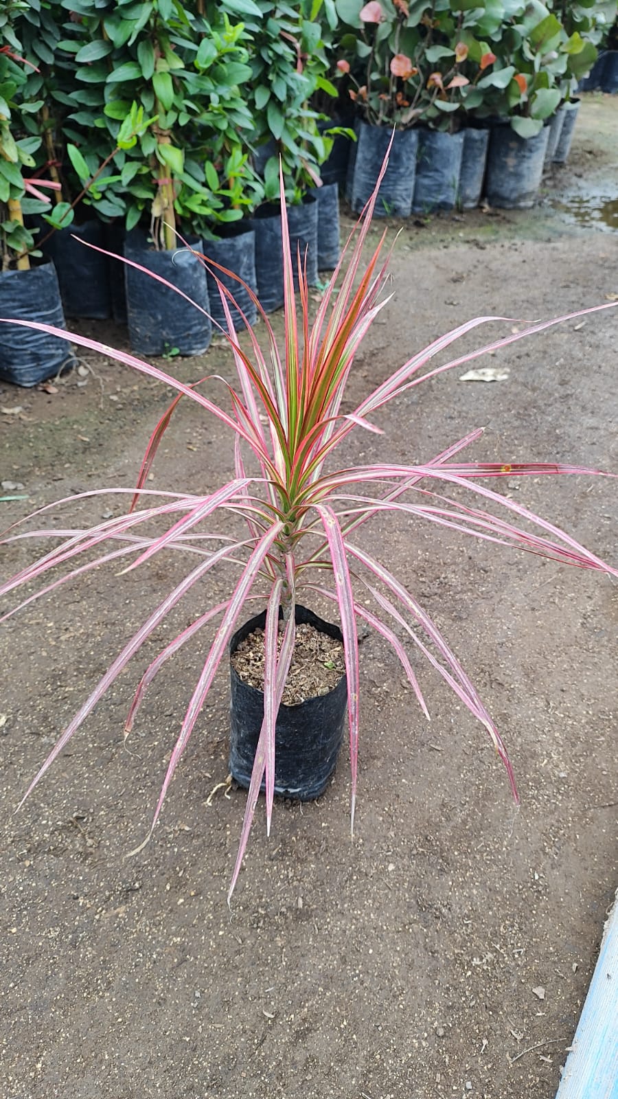 Dracena Tricolor