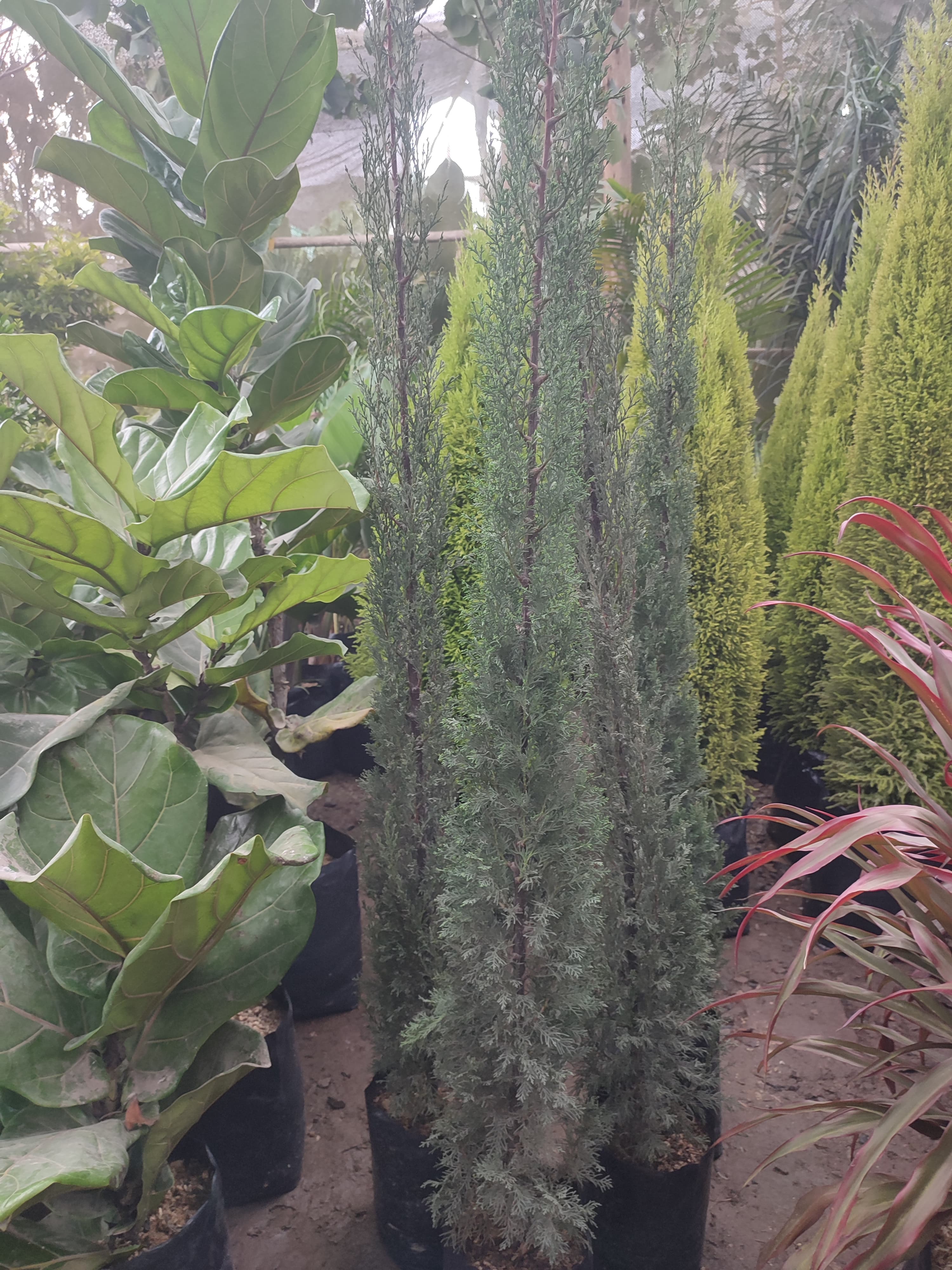 Cipres vela 1.7m alto