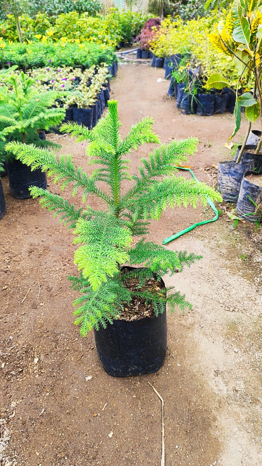 Pino araucaria 50cm