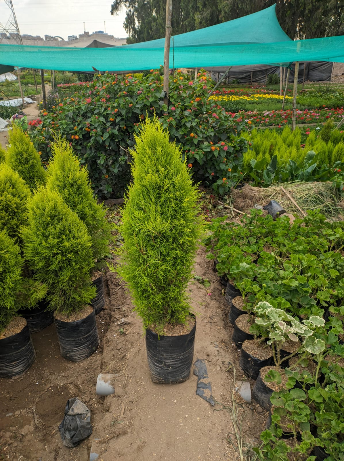 cipres limon 1m alto