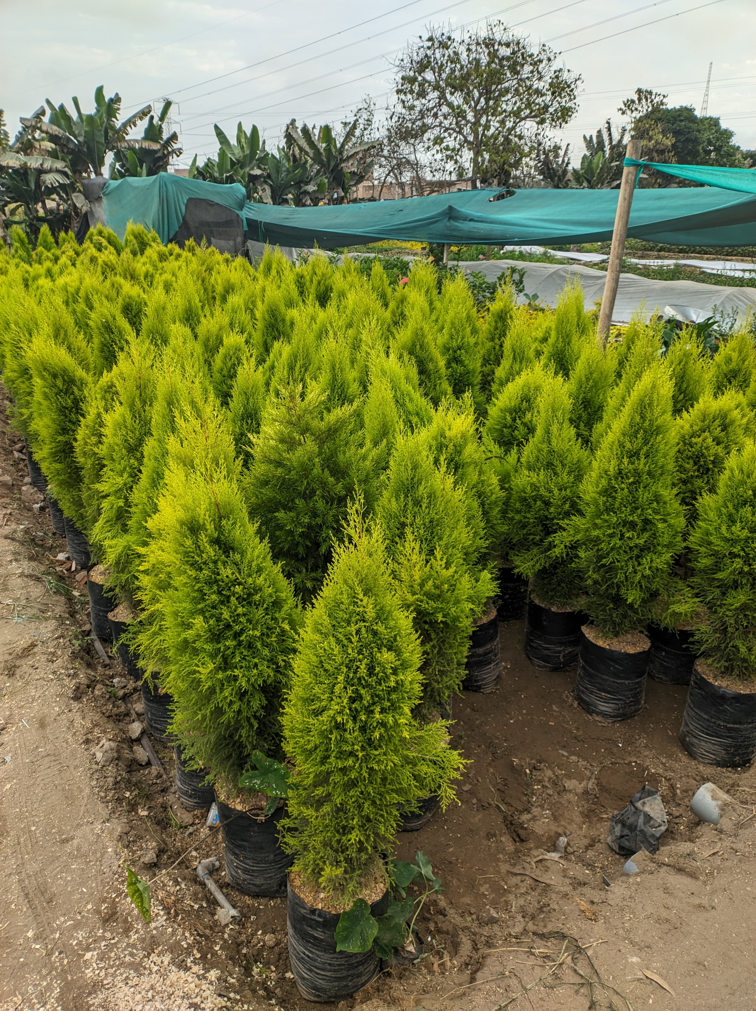 cipres limon 1m alto