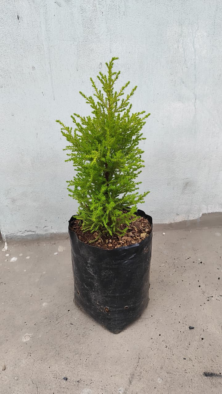 Cipres limón 30cm alto