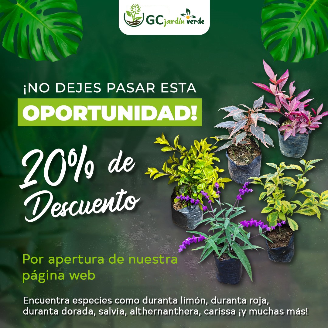Promoción 1