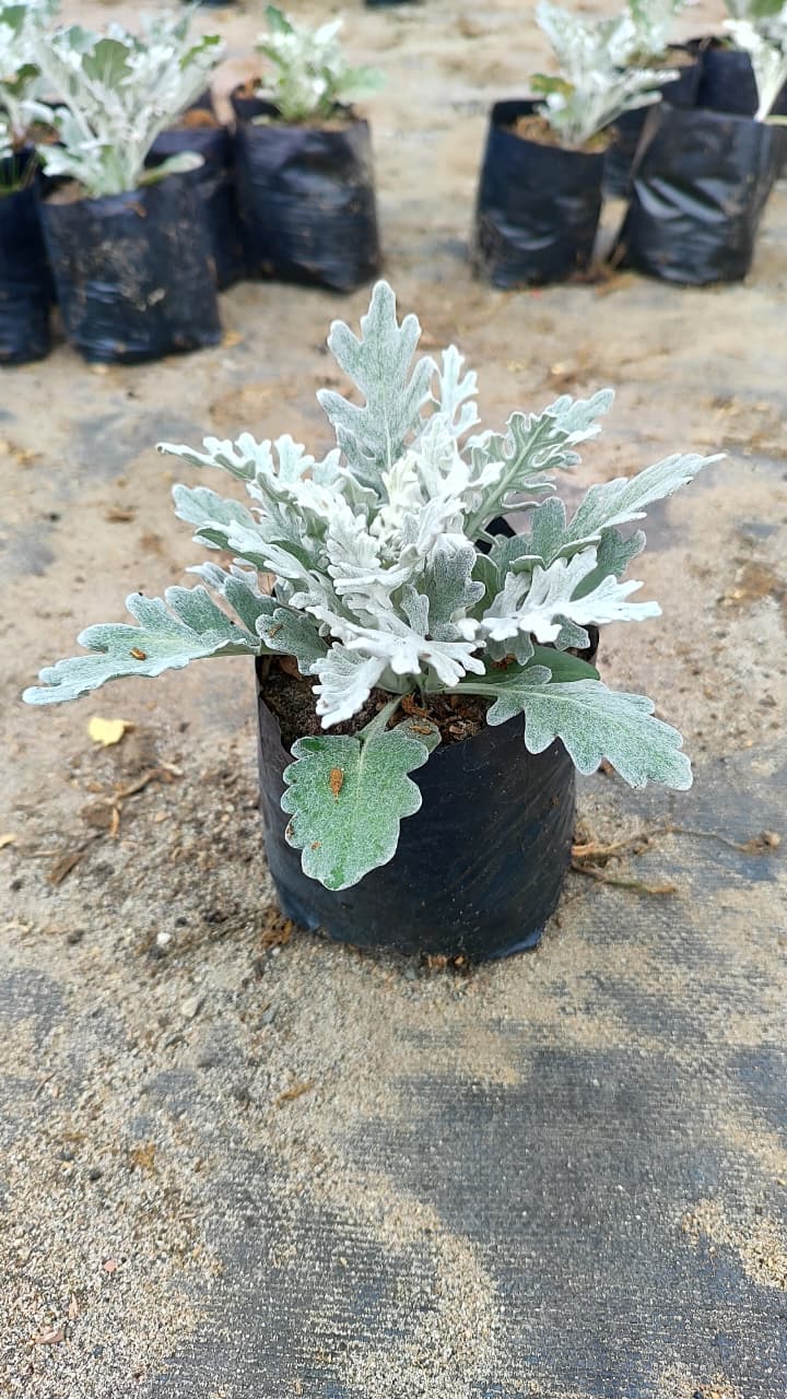 Cinraria Martima grs