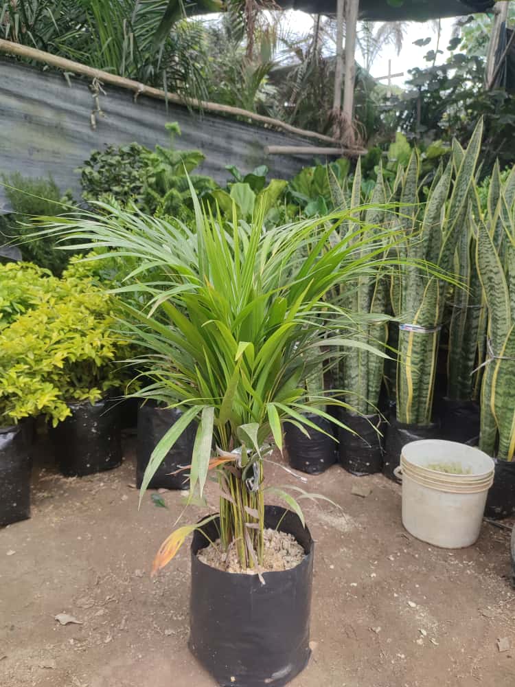 Palmera Hawaiana 80cm a 1m