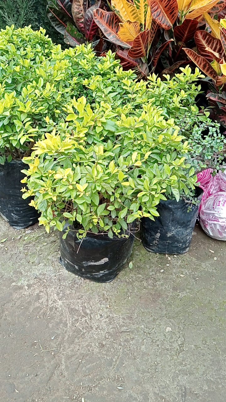 Duranta Limón 50cm alto