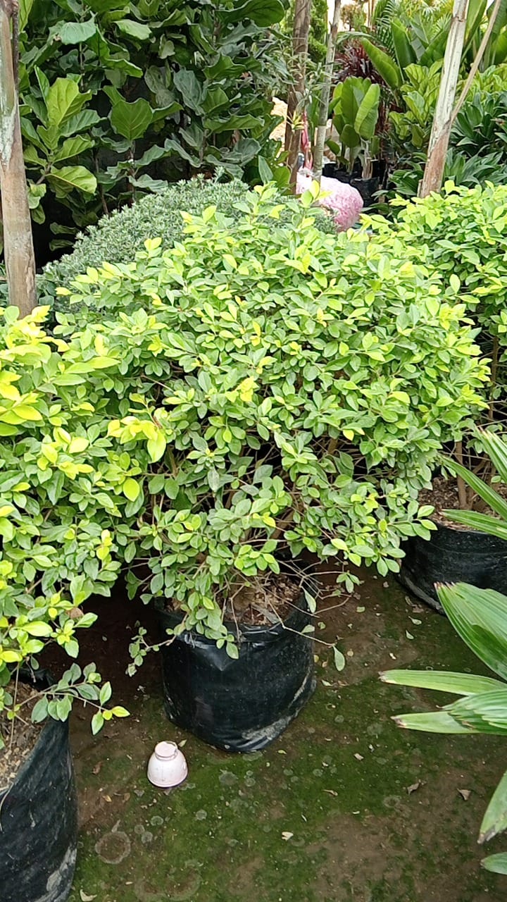 Duranta Limón 1m alto