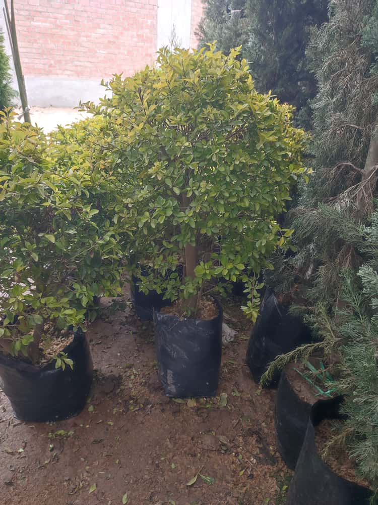 Duranta Limón 1m alto