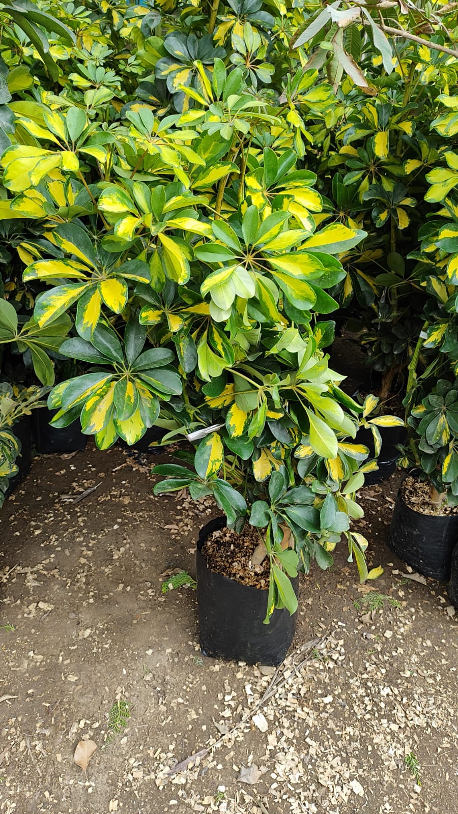 Chifiera californiana