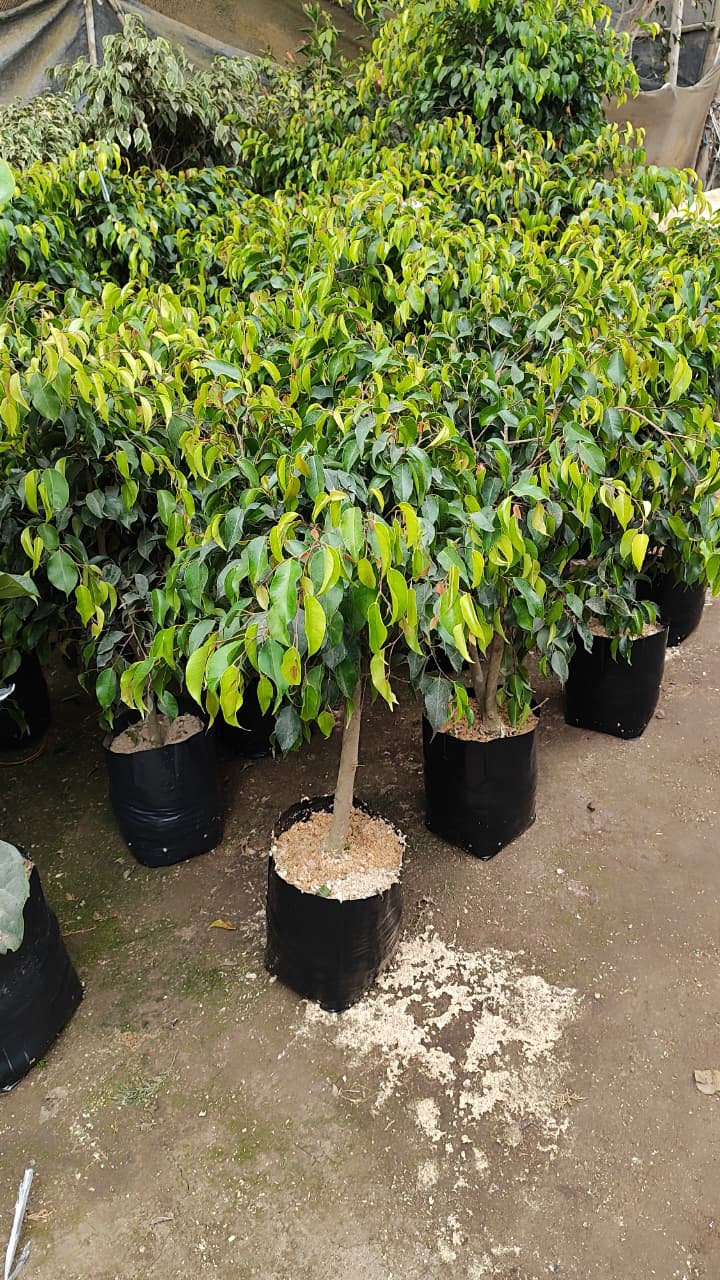 Ficus benjamina