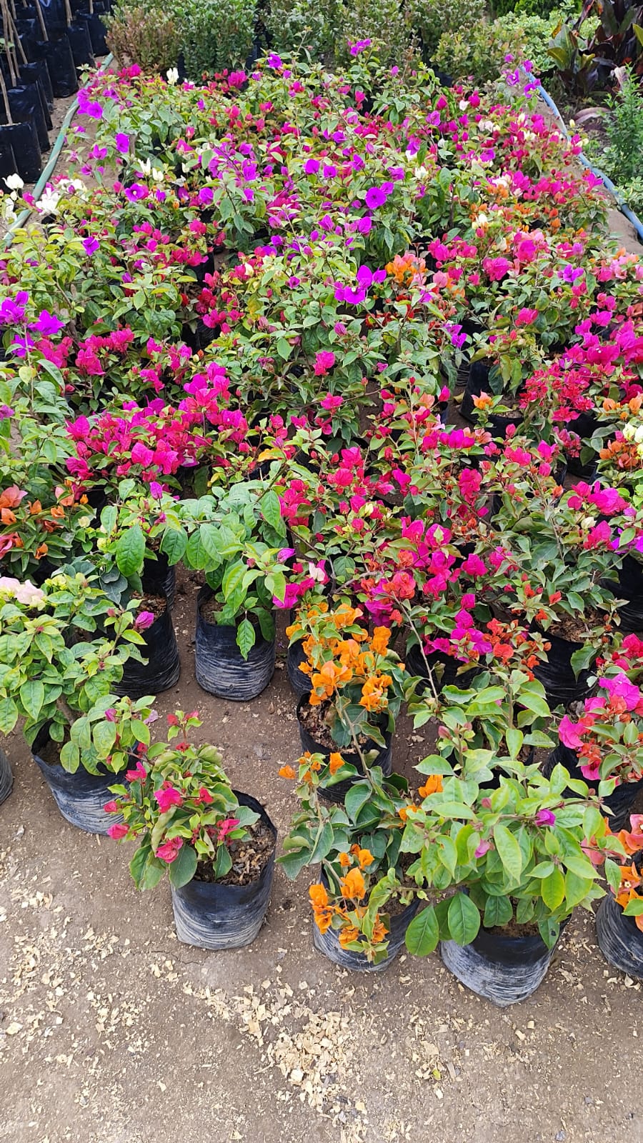 Bugambilia arbustiva pequeña 40cm alto