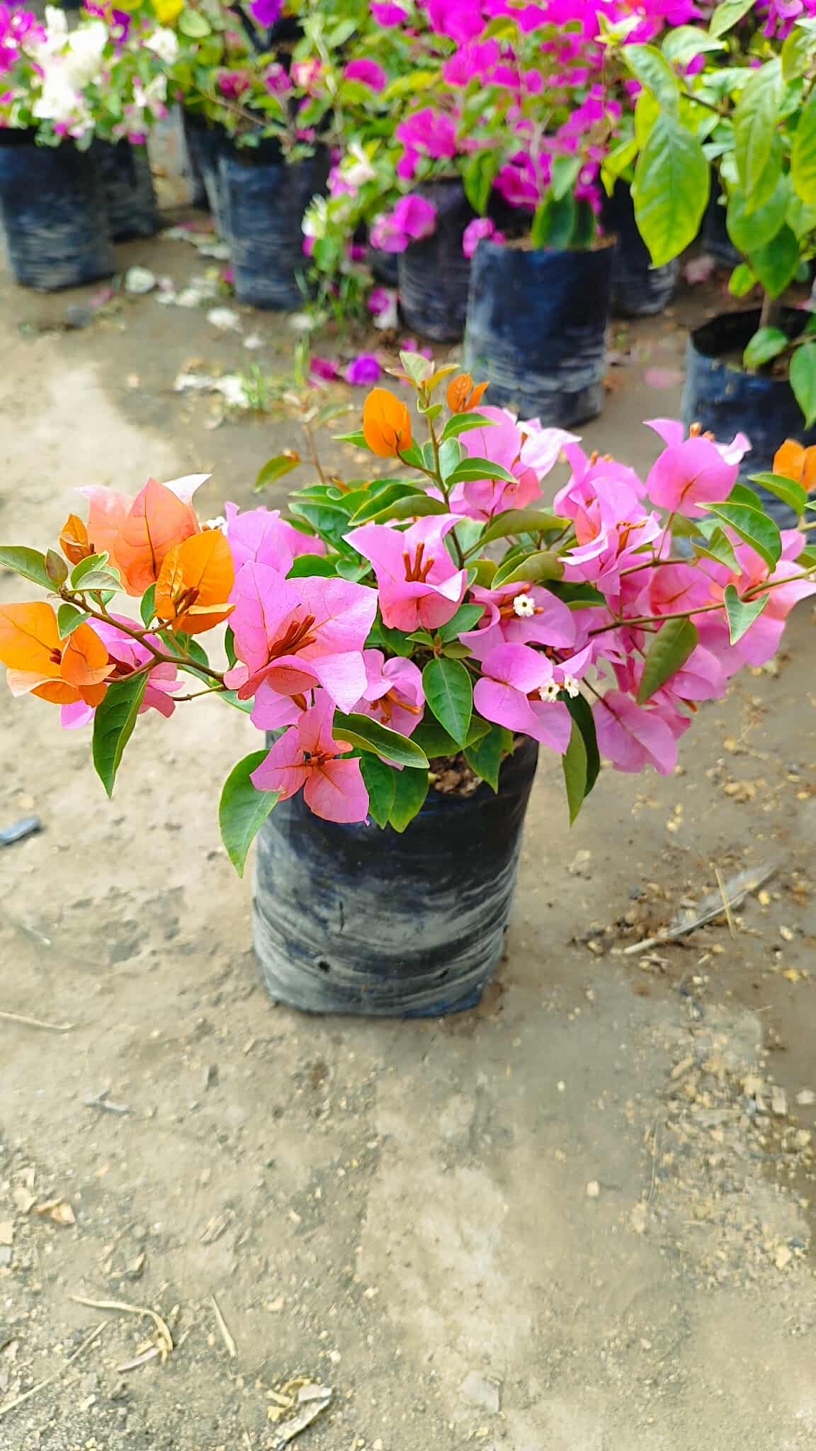 Bugambilia arbustiva pequeña 40cm alto