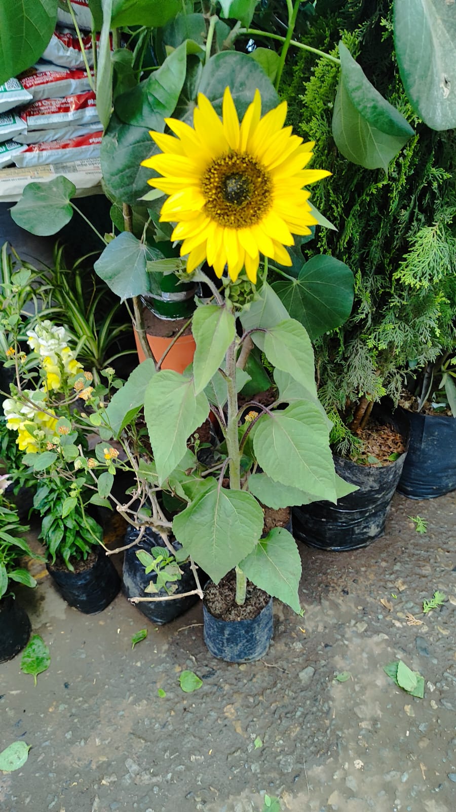Girasol