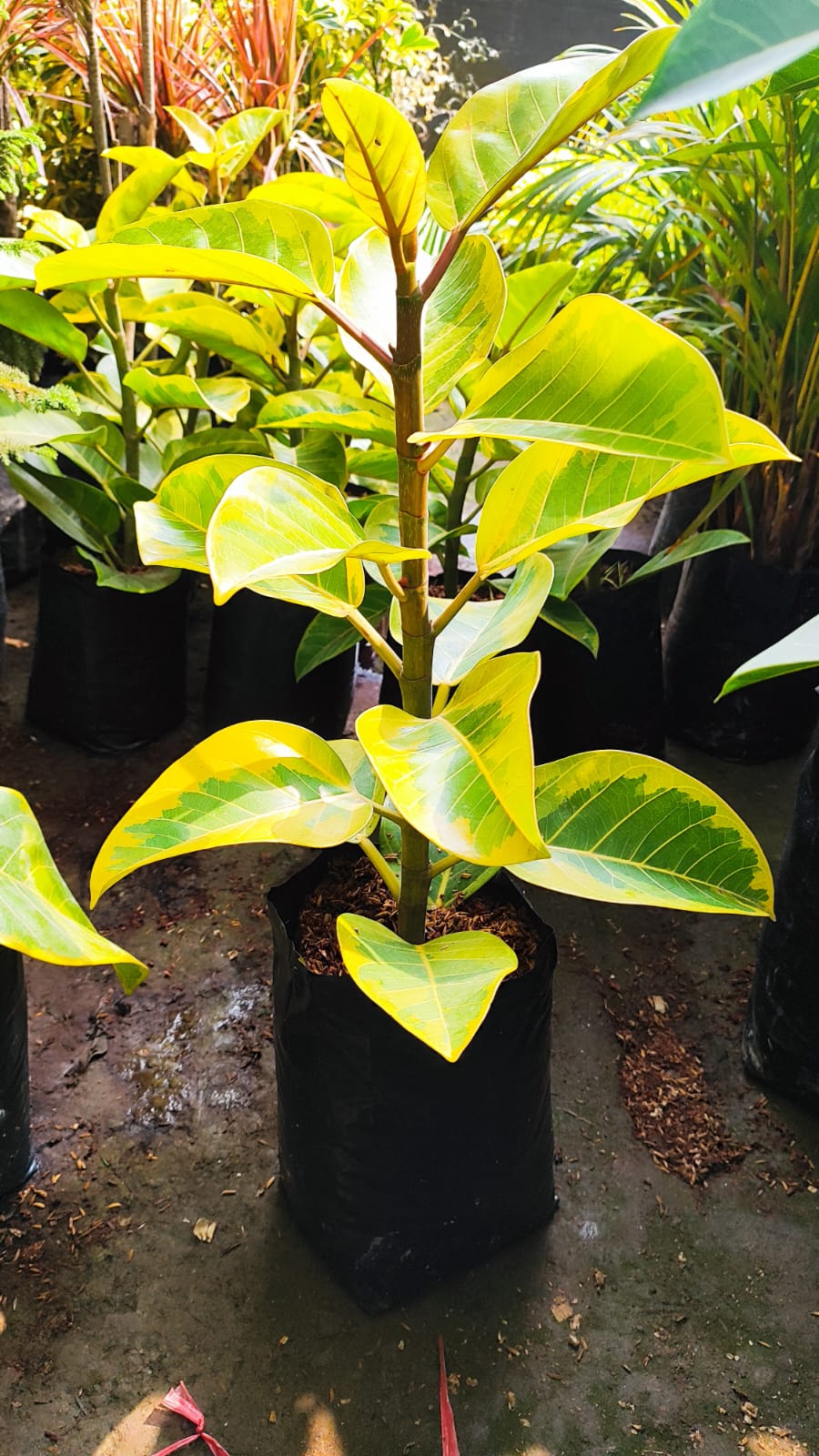 Arbol de caucho amarillo 40cm alto