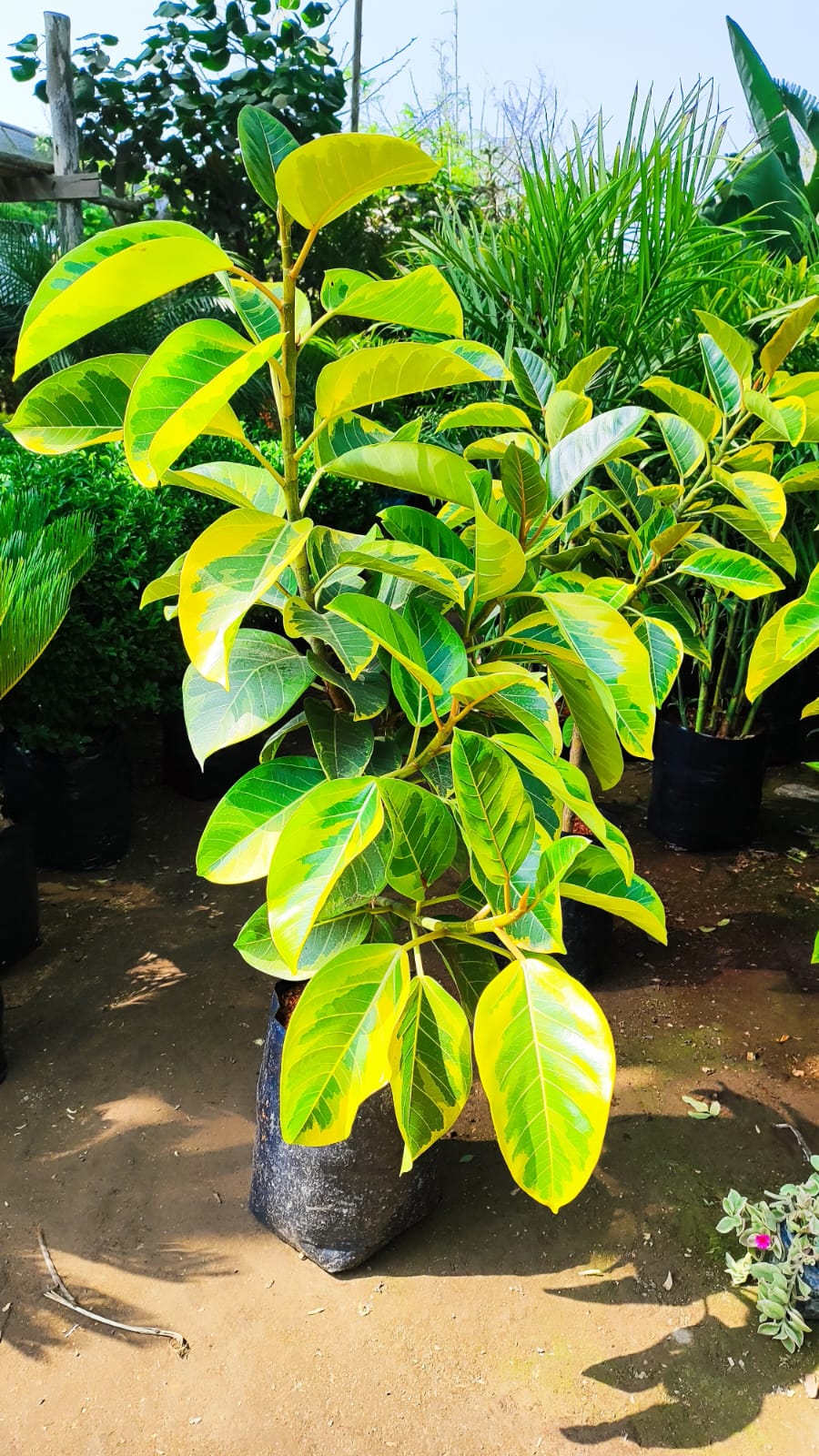 Árbol de caucho amarillo 1.2m alto