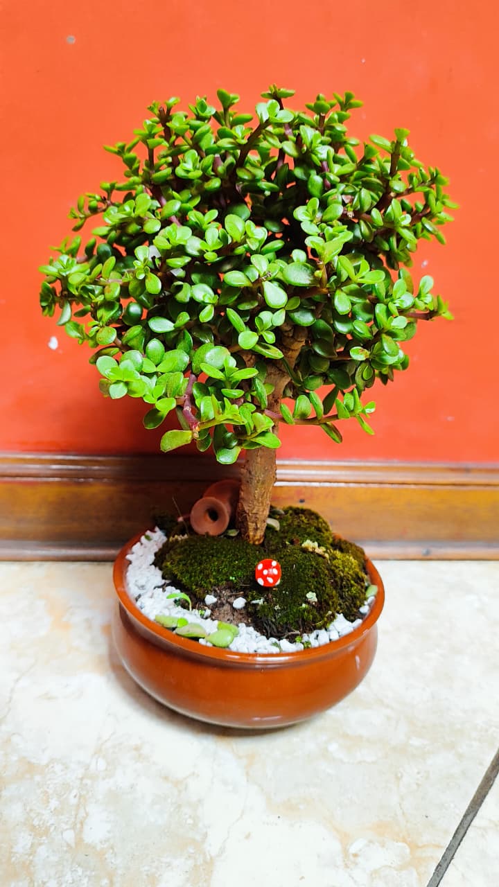 Bonsái distintos modelos 30cm alto